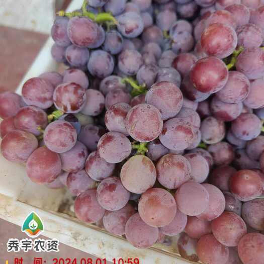 威县葡萄