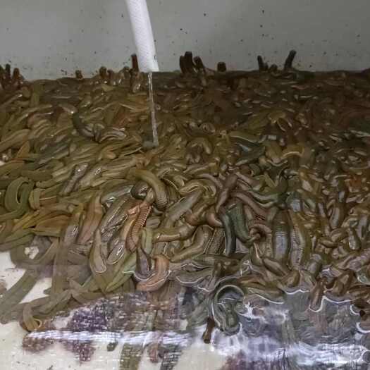 中山市长期供应菲牛蛭活体，青年苗，开口苗。