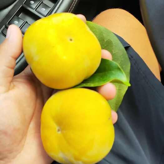 元江县云南高山脆甜柿
