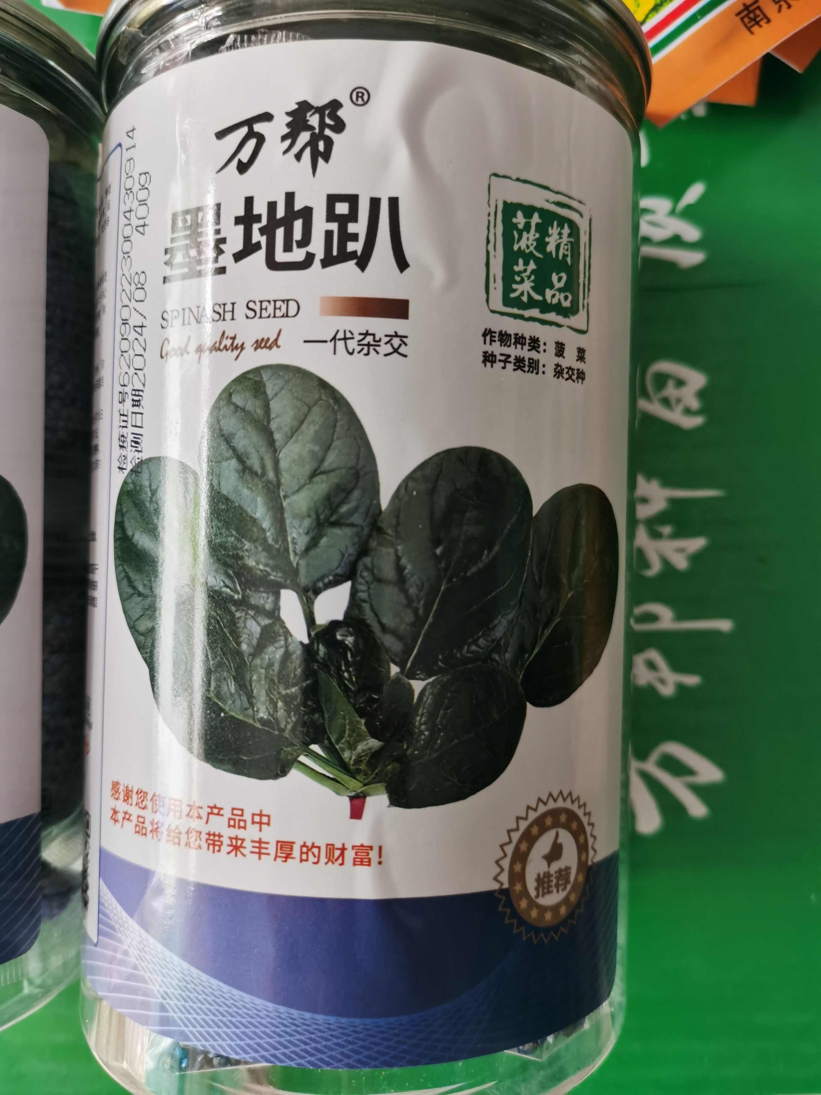 萬幫墨地趴 精品趴地菠菜種子 秋冬種植