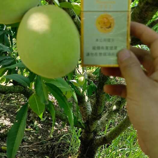 澧县蜜桃