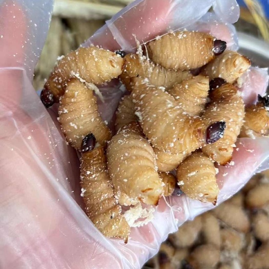 隆林县精品熟冻竹虫批发
