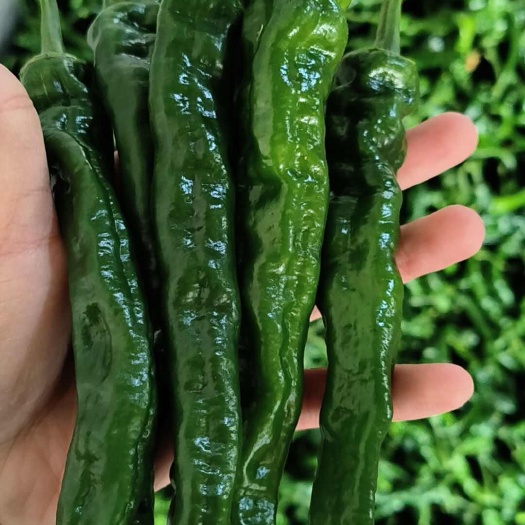 费县小皱皮【热卖中】线椒，芜湖椒，螺丝椒，301尖椒，代发全国