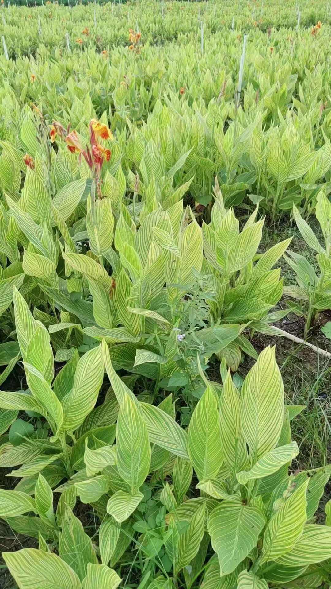 花叶美人蕉