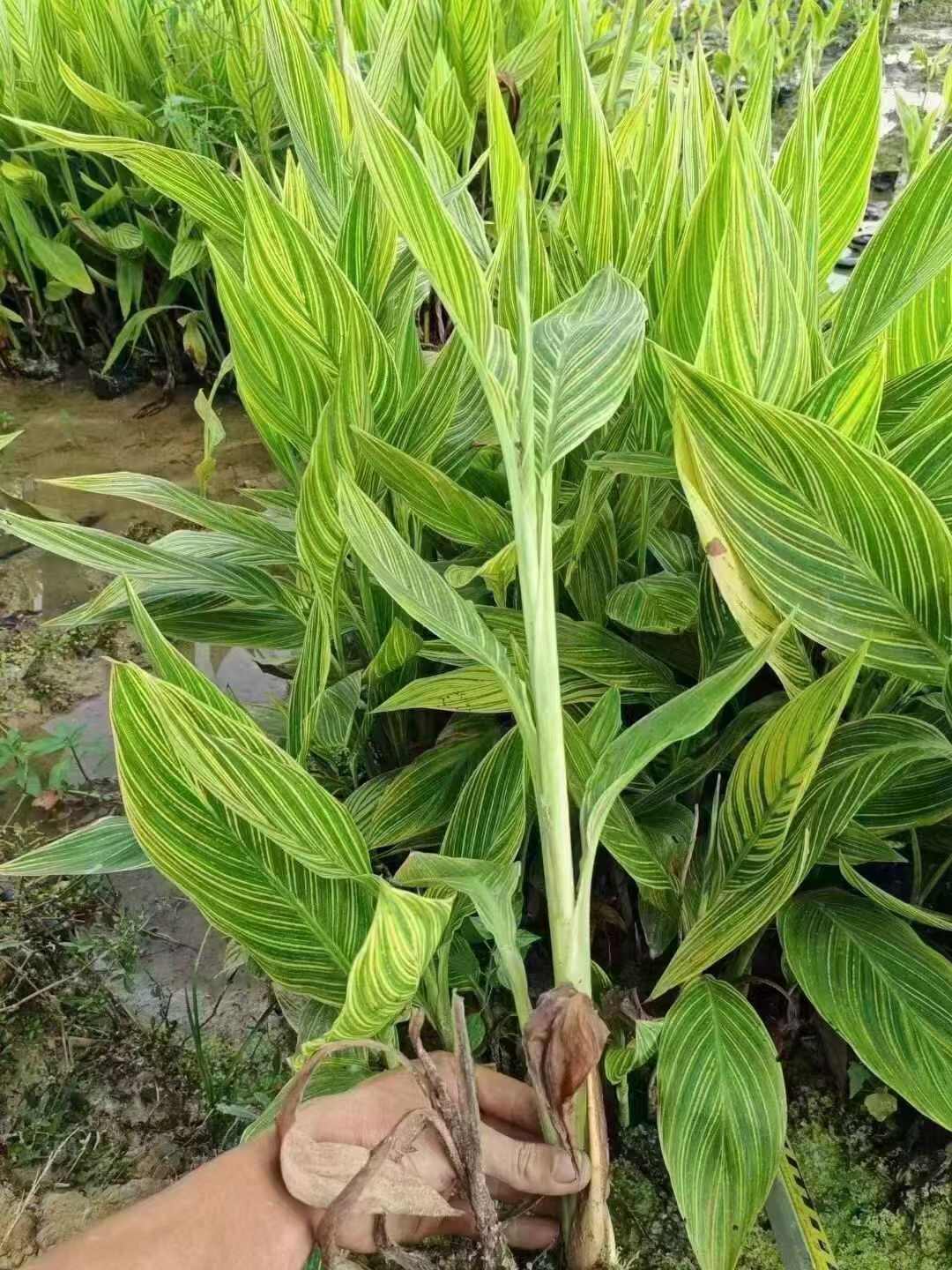 花叶美人蕉