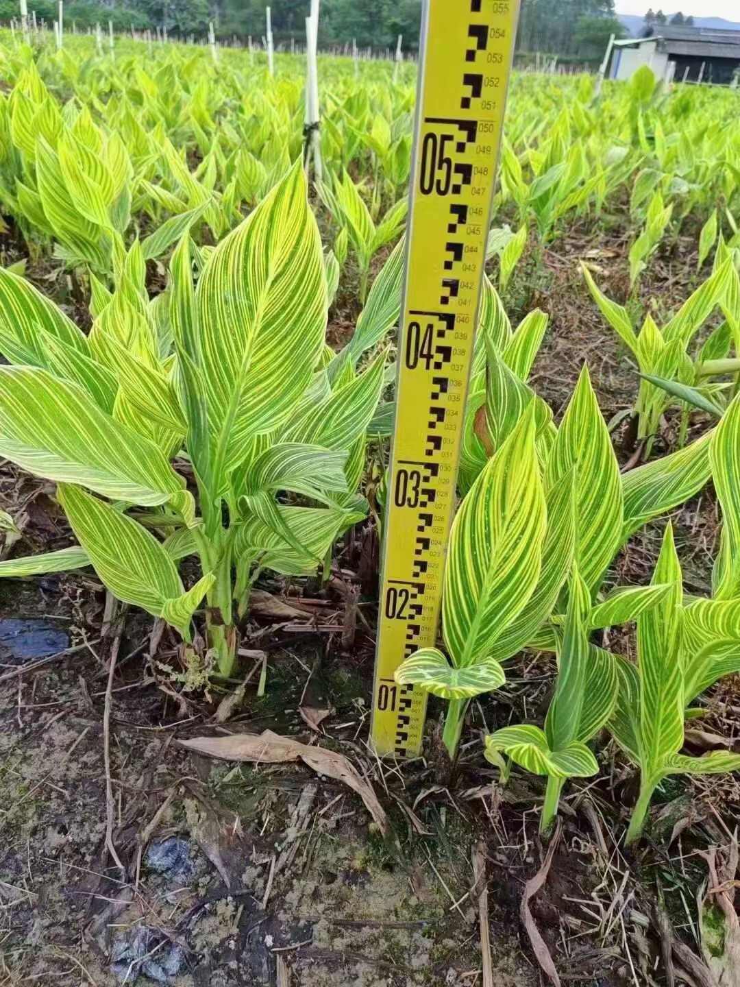 花叶美人蕉