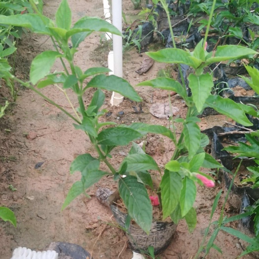 东莞市大花芦莉