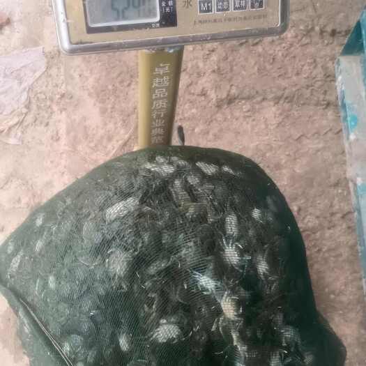长岭县蟹苗