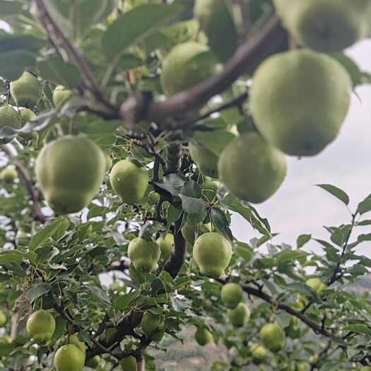 甘肃静宁县早酥梨，这个夏日的小清新。