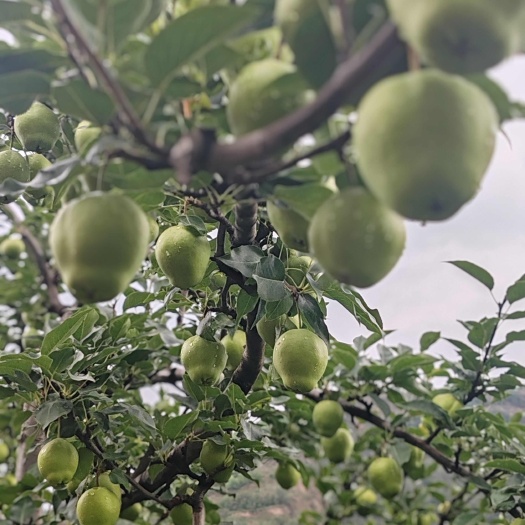 静宁县早酥梨，这个夏日的小清新。