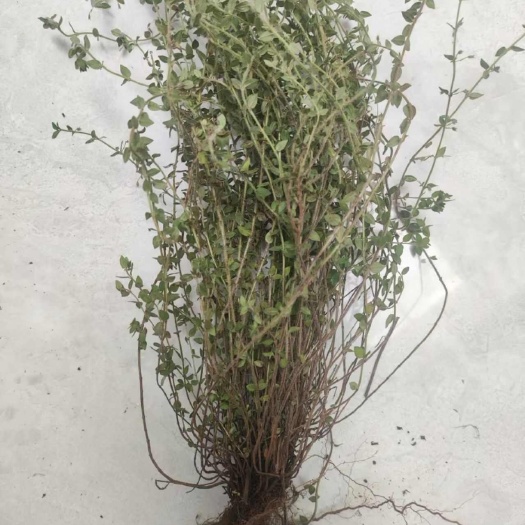 昆明姜味草