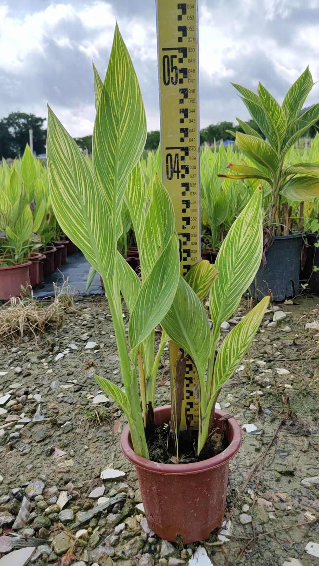 花叶美人蕉