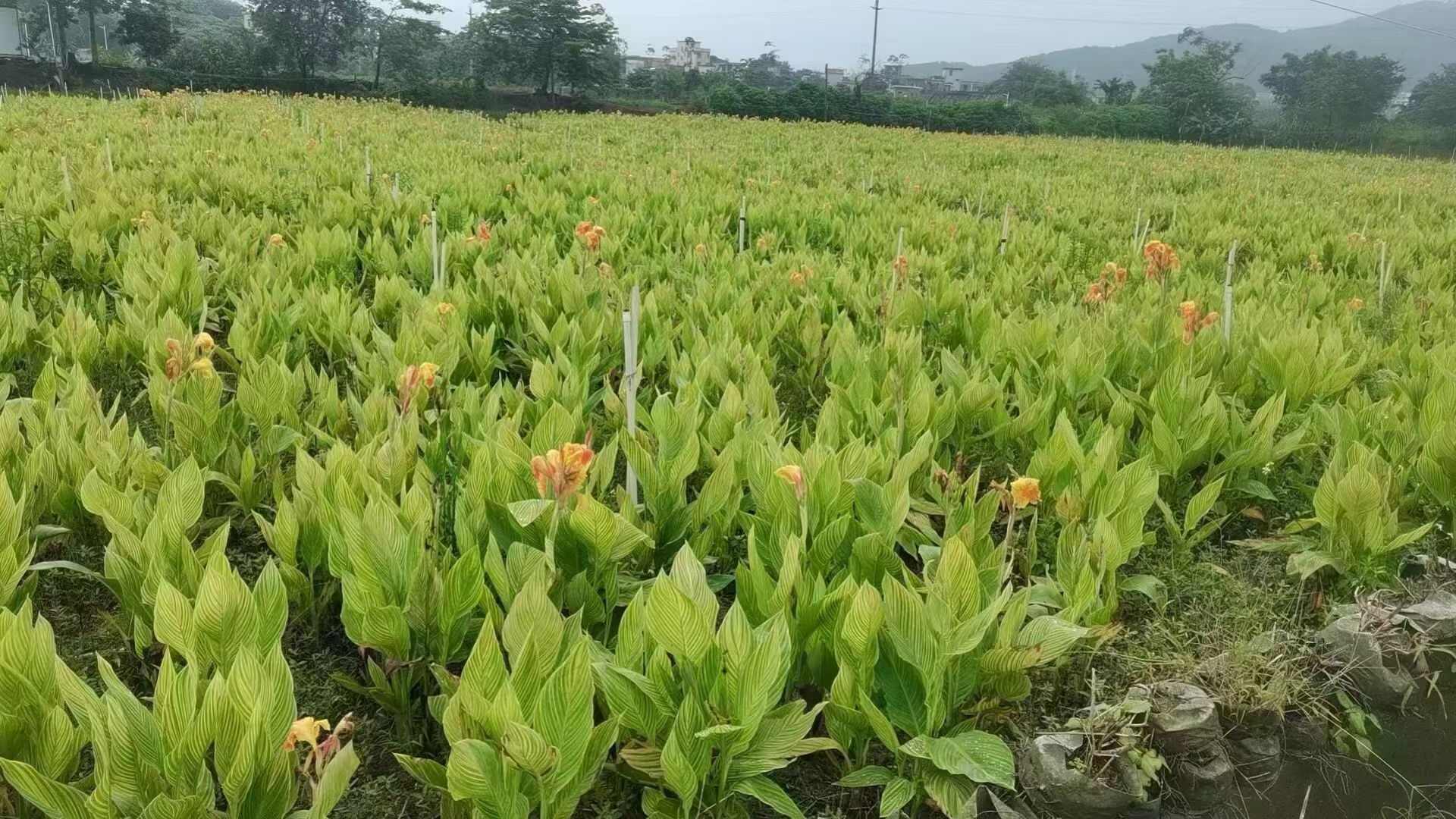 花叶美人蕉