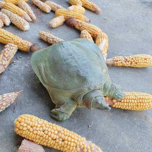 外塘甲鱼