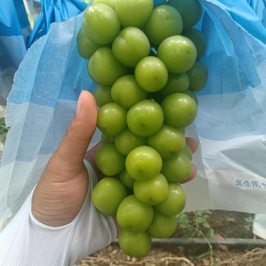渭南精品阳光玫瑰。