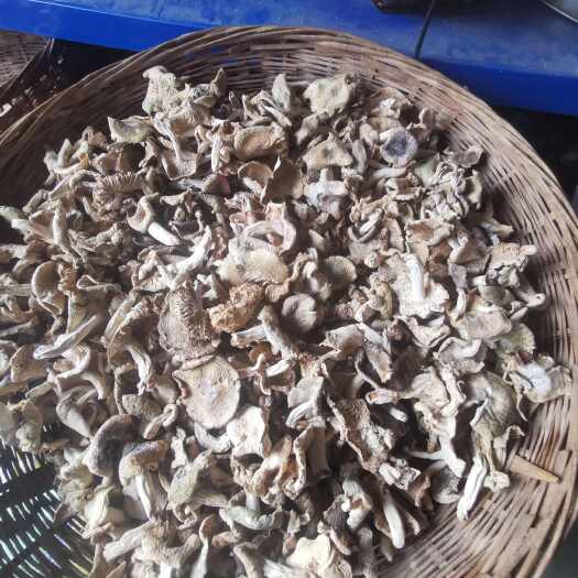 旬阳市秦岭各种菌类菇类干货批发，新货批发