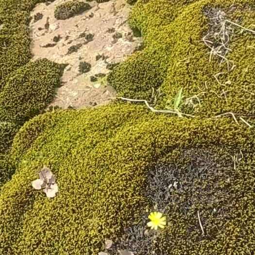 达州草坪，苔癣