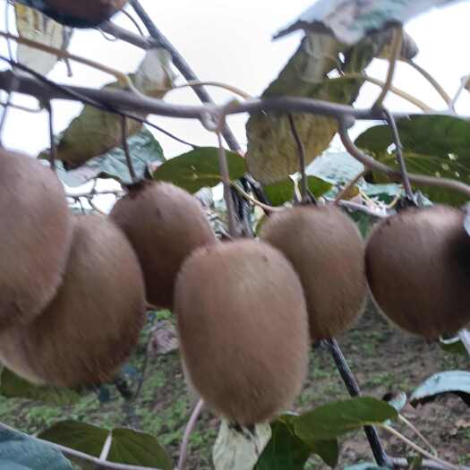 眉县海沃得弥猴桃质量棒棒哒