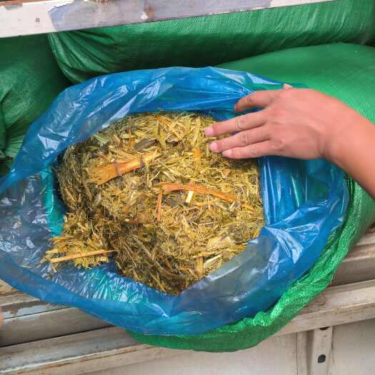 永福县牧草青贮-新一代禾本科优质牧草