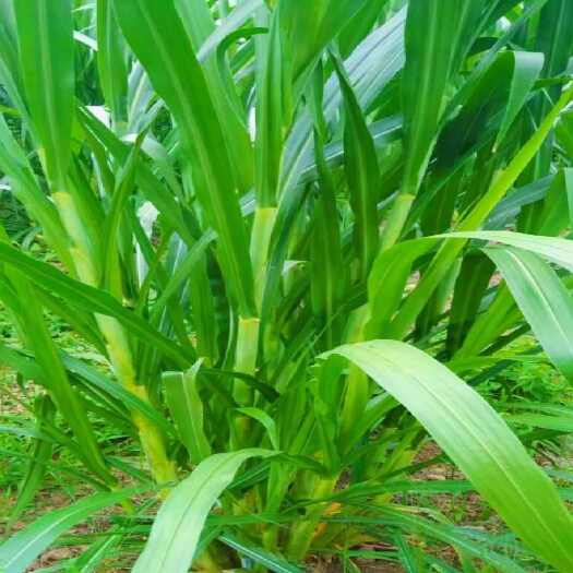 永福县牧草青贮-新一代禾本科优质牧草