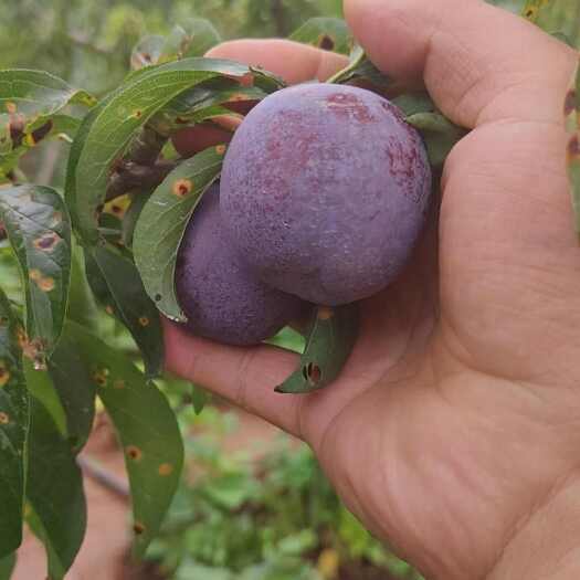 汉源县脆红李