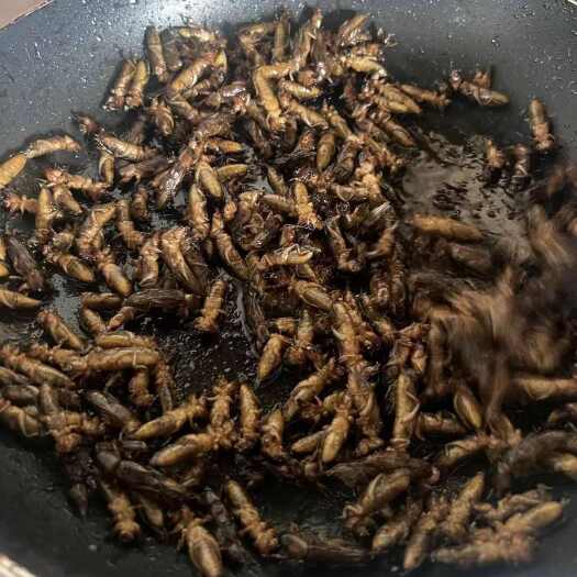 龙门县蝼蛄（草狗）