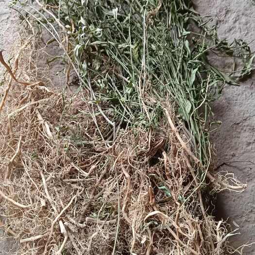 武汉湖北旧街白前全草，干货无土无杂草，放，购买放心，品质有保证