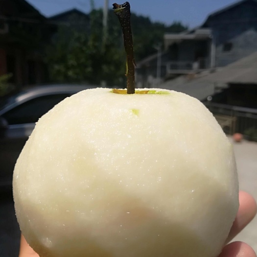 中方县湖南怀化高山金秋梨，汁多味甜，果肉细腻雪白