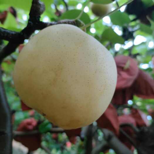 太康县黄金梨