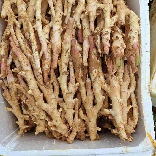南宁广西紫姜一件代发