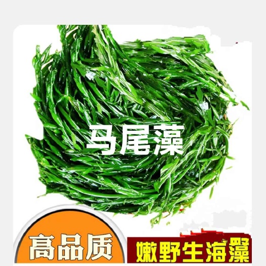 盐渍马尾藻  盐渍日本人长寿的秘诀常吃海洋中的食物5斤装包邮
