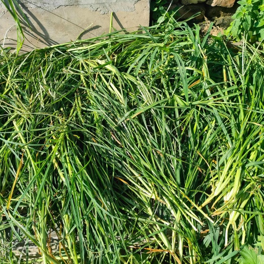 原阳县牛筋草