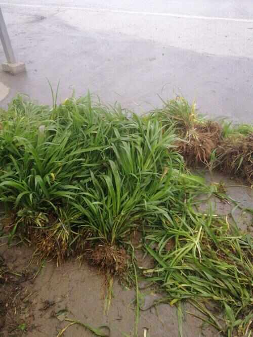 苍溪县优质高山黄花菜苗，八月采花！