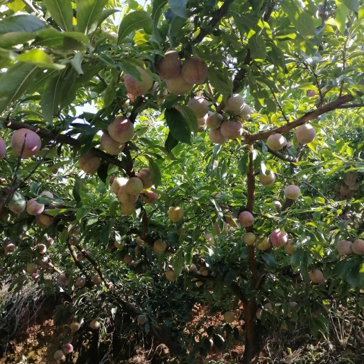 石阡县芙蓉李