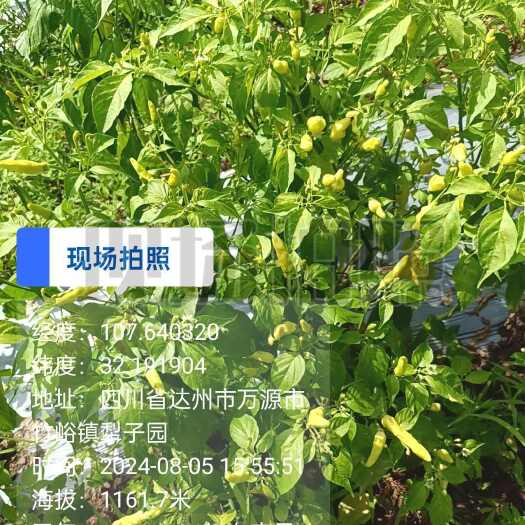 万源市小米椒