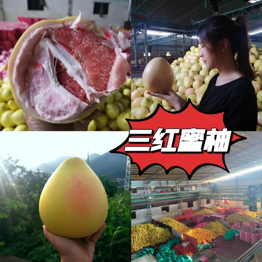 三红心柚  广东梅州三红蜜柚 量大从优 基地直采 代办代加工