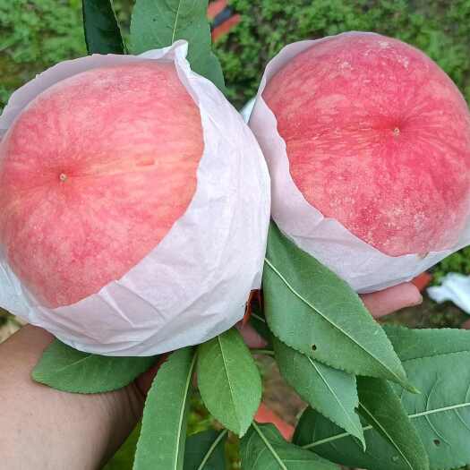 成都龙泉24号水蜜桃精品果礼盒装