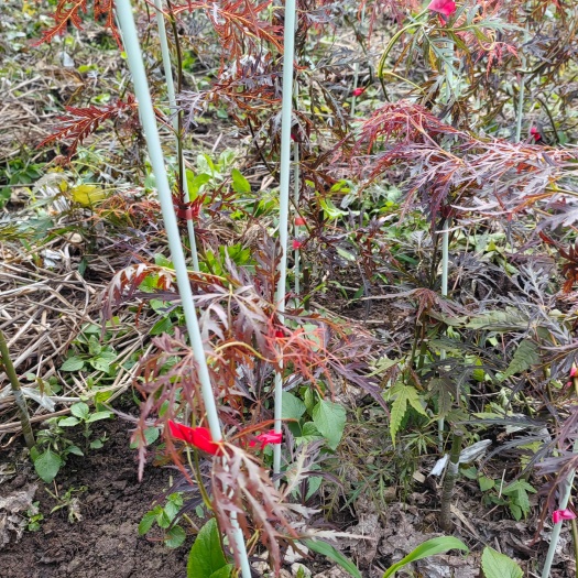 新昌县羽毛枫，外山，流泉，狮子头