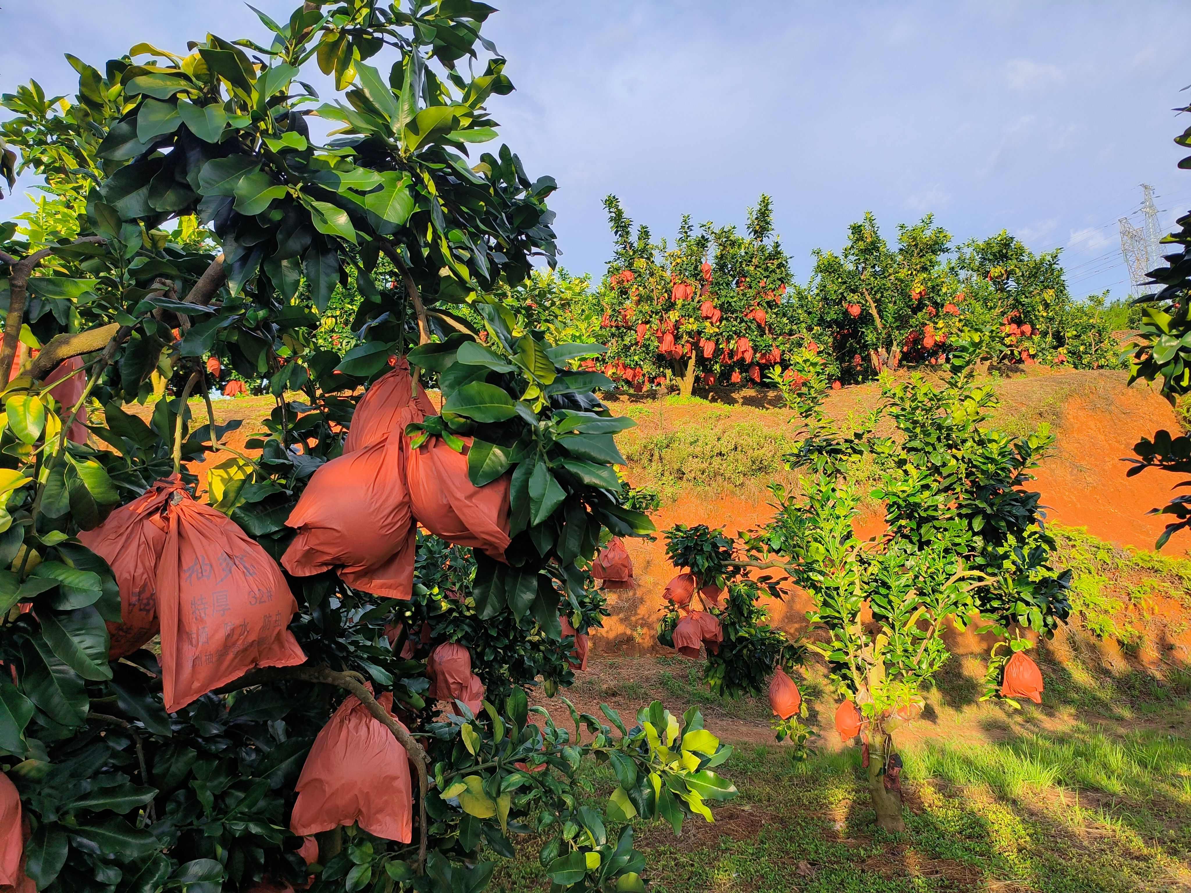 三紅心柚  廣東梅州三紅蜜柚 量大從優(yōu) 基地直采 代辦代加工