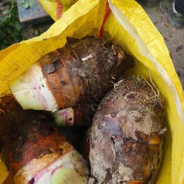 广西桂林荔浦芋头产地直发，万亩种植基地，欢迎对接