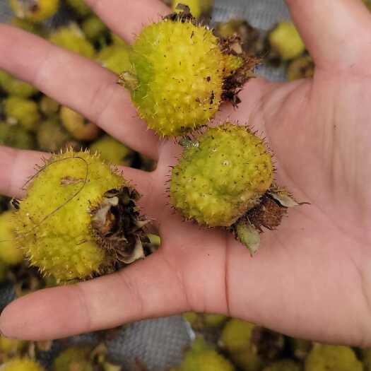 江油市刺梨果【刺梨子】24年新货，干/鲜发货预定
