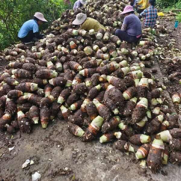 广西桂林荔浦芋头产地直发，万亩种植基地，欢迎对接