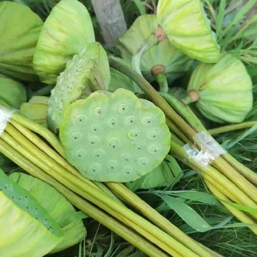 上海莲蓬