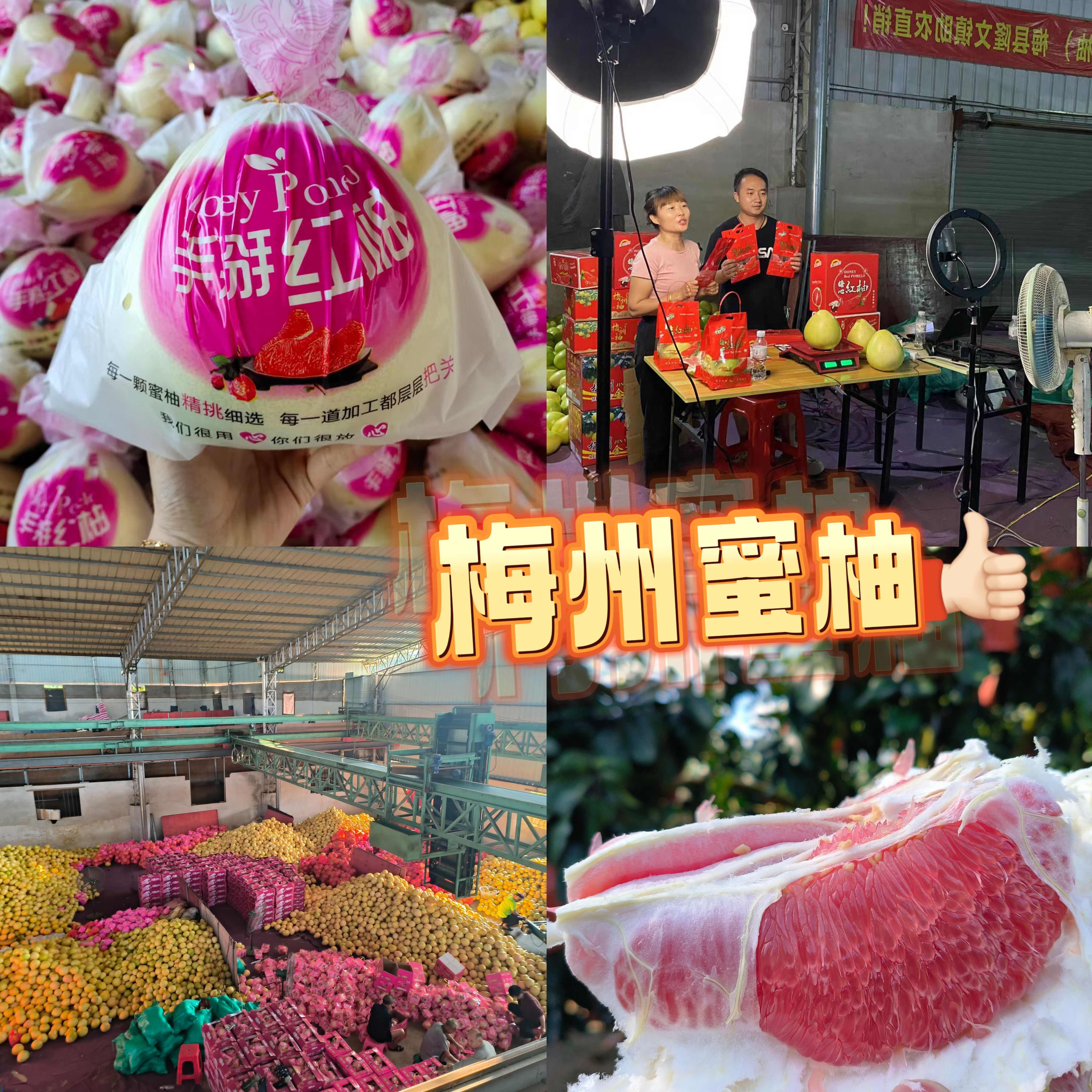 广东梅州红心柚 琯溪红心蜜柚产地直供 实力代办 货源充足