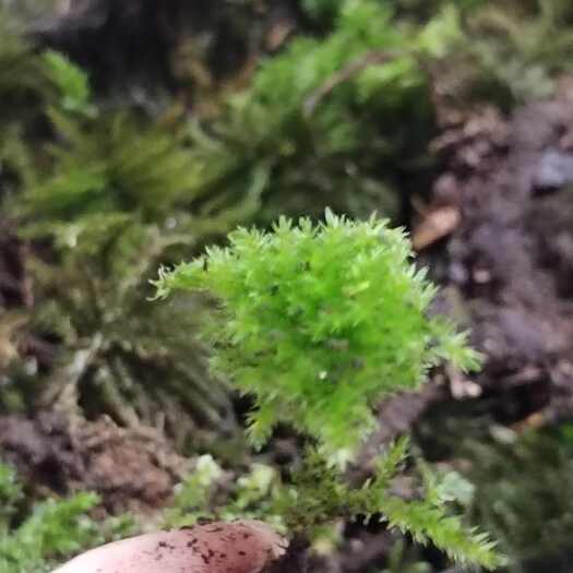长沙万年藓 苔藓盆景
