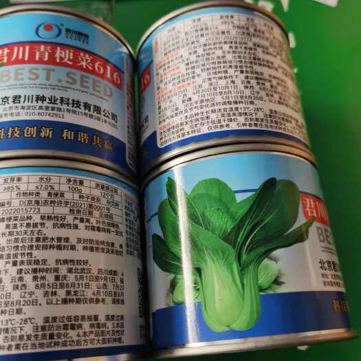 南阳青梗菜种子  夏美佳杂交品种