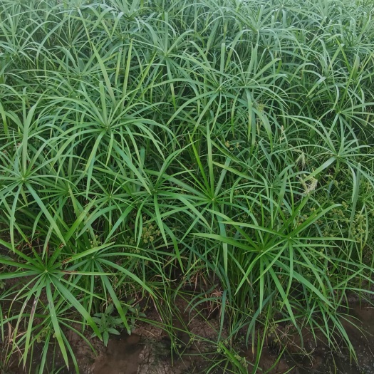 微山县旱伞草