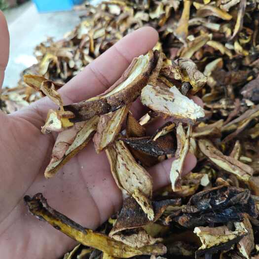 文县处理白葱牛肝菌中差货，酒店专用