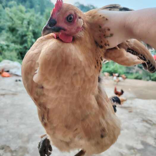 金寨县健康绿色农家散养土鸡
