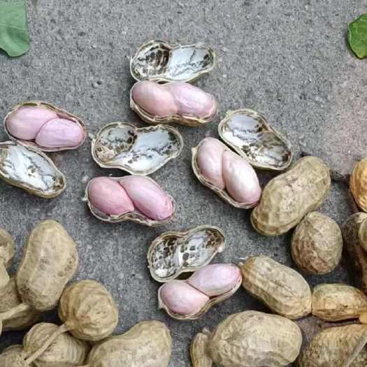 内乡县自产自销，脆甜